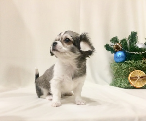 Photo №2 to announcement № 4549 for the sale of chihuahua - buy in Russian Federation breeder