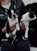 Photo №2 to announcement № 17875 for the sale of boston terrier - buy in Russian Federation from nursery