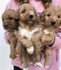 Photo №2 to announcement № 105047 for the sale of labradoodle - buy in Serbia breeder