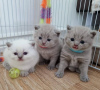 Photo №1. british shorthair - for sale in the city of Brookvale | Is free | Announcement № 103619