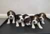 Photo №2 to announcement № 116056 for the sale of beagle - buy in Germany 