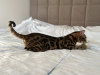 Additional photos: Gorgeous Bengal boy for breeding