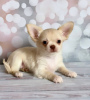 Photo №2 to announcement № 104808 for the sale of chihuahua - buy in Germany 