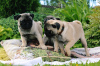 Photo №1. pug - for sale in the city of London | negotiated | Announcement № 123497