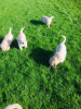 Photo №3. Three healthy Golden Retriever Puppies available. Netherlands