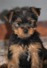 Additional photos: Magnificent miniature Yorkshire terrier puppies