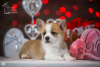 Additional photos: Very beautiful Pembroke Welsh Corgi puppy for sale