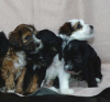 Additional photos: Tibetan terrier puppies.