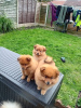 Photo №1. pomeranian - for sale in the city of Hendersonville | 320$ | Announcement № 83580