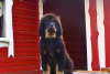 Photo №2 to announcement № 11932 for the sale of tibetan mastiff - buy in Belarus private announcement