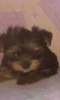 Photo №2 to announcement № 84291 for the sale of yorkshire terrier - buy in Russian Federation private announcement