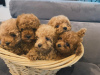 Additional photos: Adorable Poodle (Toy) puppies Available - Ready for Their Forever Homes!