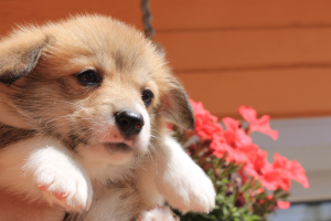 Additional photos: Welsh Corgi Pembroke