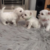 Photo №1. maltese dog - for sale in the city of Poznan | Is free | Announcement № 71210