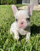 Photo №1. french bulldog - for sale in the city of Allentown | 300$ | Announcement № 111505