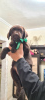 Additional photos: Club puppies of Chocolate Labrador
