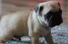 Photo №3. All beautiful fawn and black pug puppies. Germany