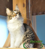 Photo №4. I will sell maine coon in the city of St. Petersburg. private announcement, from nursery, breeder - price - 608$