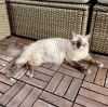 Additional photos: Siamese cat