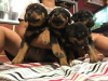 Photo №1. rottweiler - for sale in the city of Al Farwaniyah | negotiated | Announcement № 89099