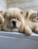 Photo №2 to announcement № 22351 for the sale of chow chow - buy in Czech Republic 