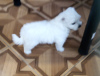 Photo №2 to announcement № 8419 for the sale of maltese dog - buy in Ukraine breeder