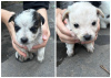 Photo №1. non-pedigree dogs - for sale in the city of Москва | Is free | Announcement № 122058