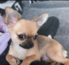 Photo №1. chihuahua - for sale in the city of Bucharest | negotiated | Announcement № 47287
