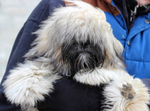 Photo №2 to announcement № 4666 for the sale of lhasa apso - buy in Ukraine breeder