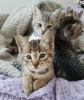 Photo №3. Home trained Savannah kittens for Adoption. United States