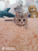 Additional photos: british kitten