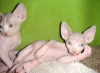 Photo №1. sphynx cat - for sale in the city of Milan | negotiated | Announcement № 95733