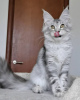 Photo №1. maine coon - for sale in the city of Valmadonna | Is free | Announcement № 83495