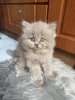 Photo №2 to announcement № 109700 for the sale of british longhair - buy in Germany private announcement, breeder