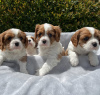 Photo №1. cavalier king charles spaniel - for sale in the city of Vienna | 400$ | Announcement № 38263