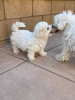 Photo №2 to announcement № 121060 for the sale of bichon frise - buy in Germany breeder