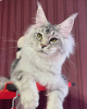 Photo №2 to announcement № 103841 for the sale of maine coon - buy in Germany private announcement