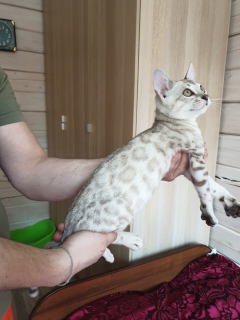 Photo №4. I will sell bengal cat in the city of St. Petersburg. from nursery - price - negotiated