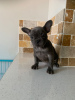 Photo №1. french bulldog - for sale in the city of Munich | 400$ | Announcement № 118114