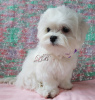 Photo №3. Maltese puppy, KSU-FCI, breed / show perspective, Korean blood.. Ukraine