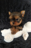 Photo №4. I will sell yorkshire terrier in the city of Балыкесир. breeder - price - 500$