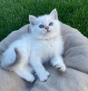 Photo №2 to announcement № 89690 for the sale of british shorthair - buy in Germany private announcement