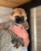 Photo №2 to announcement № 8025 for the sale of shiba inu - buy in Russian Federation private announcement
