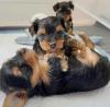 Photo №1. yorkshire terrier - for sale in the city of Oklahoma | 400$ | Announcement № 112529