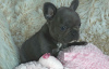 Photo №2 to announcement № 115822 for the sale of french bulldog - buy in Germany 