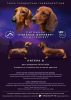 Photo №3. Dachshund UCI standard. Russian Federation