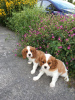 Photo №3. Adorable Cavalier King Charles Puppies for free adoption. Germany