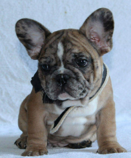 Photo №4. I will sell french bulldog in the city of New York.  - price - 3200$