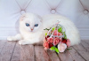 Photo №2 to announcement № 13629 for the sale of scottish fold - buy in Russian Federation from nursery