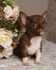 Additional photos: Chihuahua Chocolate Mini Boy